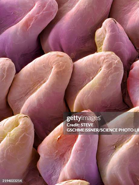 cat's tongue, sem - papilla stock pictures, royalty-free photos & images