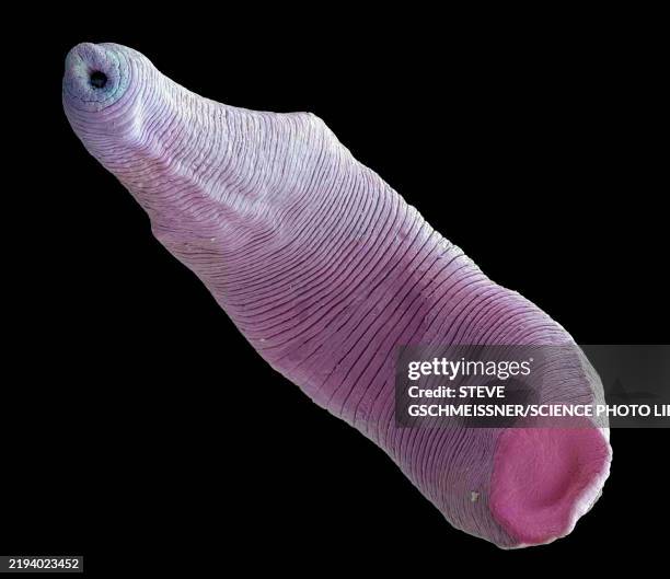 freshwater leech, sem - electron microscope stock pictures, royalty-free photos & images