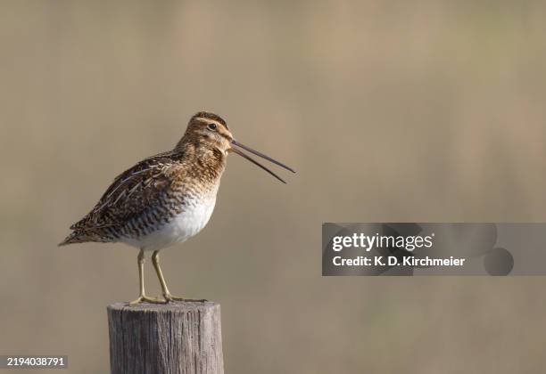 wilson's snipe singing - snipe stock pictures, royalty-free photos & images