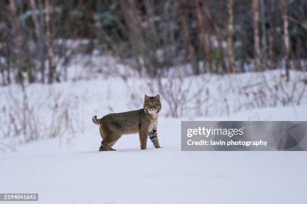 bobcat out on a field - lynx rufus stock pictures, royalty-free photos & images