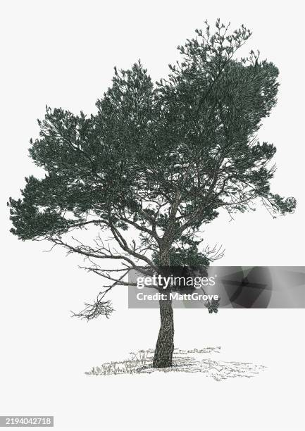 winter pine tree - pine tree branch stock illustrations