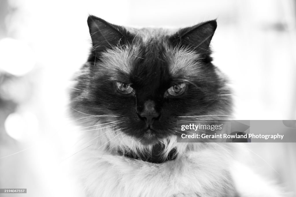 Luxury Cat Portrait, James Bond