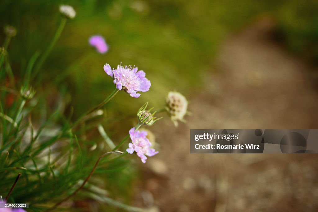 Scabiosa lucida, pale pink Scabios in its natural habitat