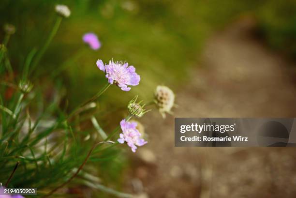 scabiosa lucida, pale pink scabios in its natural habitat - grass leaved scabious stock pictures, royalty-free photos & images