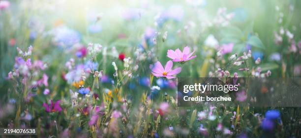 panoramic colorful meadow - wilde bloemen stockfoto's en -beelden