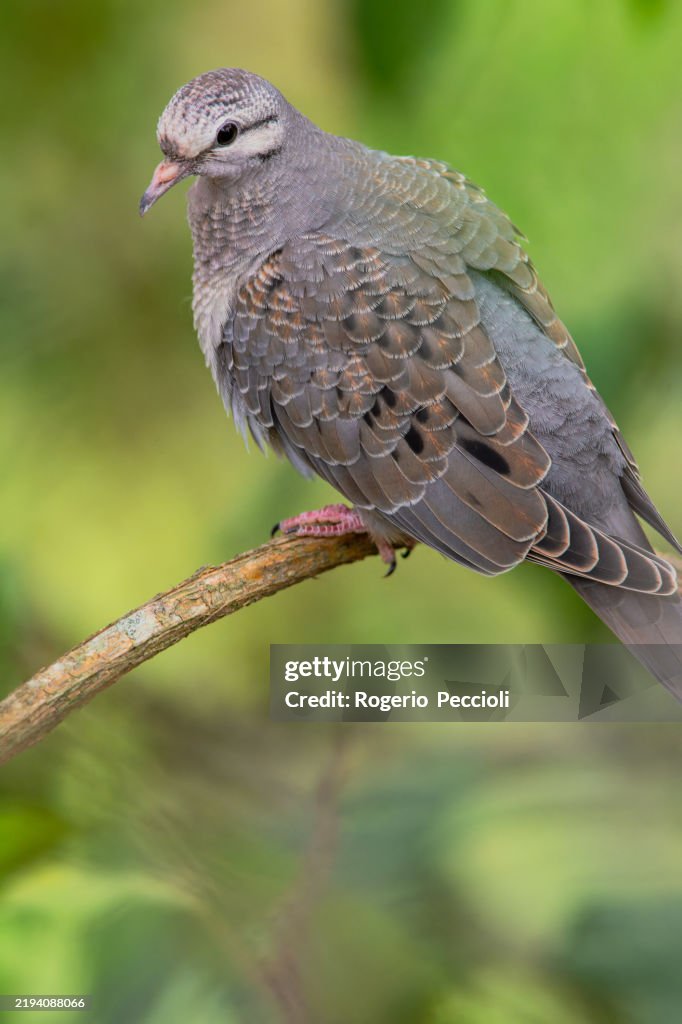 Eared Dove (Zenaida auriculata)