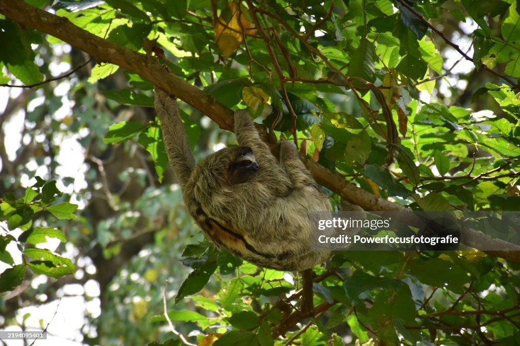Sloth, noted for their slowness of movement