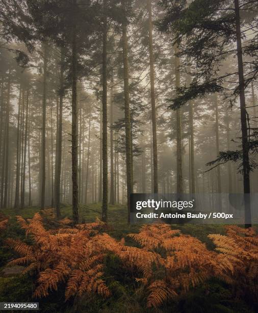 la fort vosgienne dans la brume hivernale,vosges,grand est,france - département vosges frankreich stock-fotos und bilder
