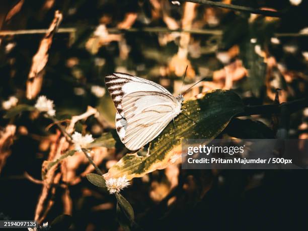 close-up of butterfly on plant - groot geaderd witje stockfoto's en -beelden