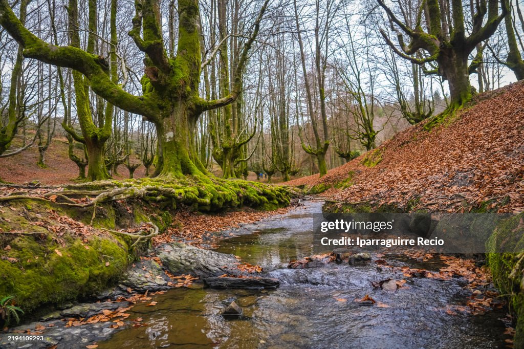 Otzarreta beech forest with magical stream flowing through lush greenery