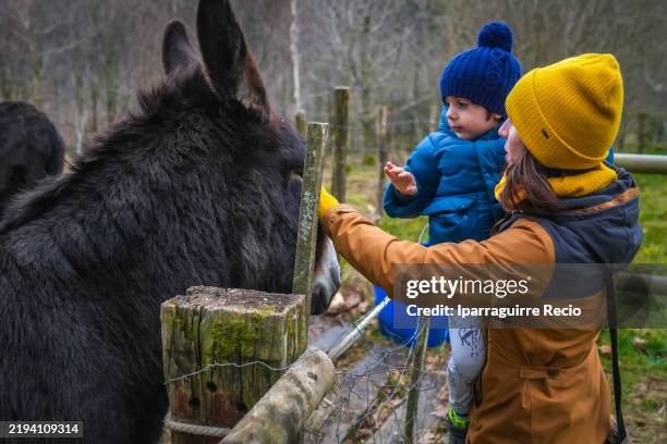 mother and child petting a donkey at the farm - petting zoo stock pictures, royalty-free photos & images