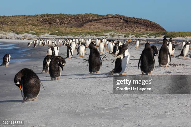 gentoo penguin, sea lion island, falklands - ilha dos leões marinhos ilhas malvinas imagens e fotografias de stock