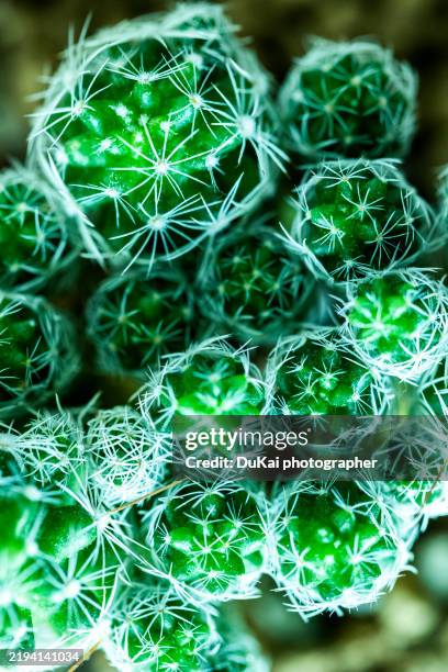 cactus - scherp stockfoto's en -beelden