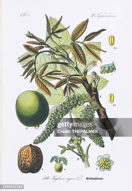 the common walnut chromolithograph 1886 - chromolithograph stock illustrations
