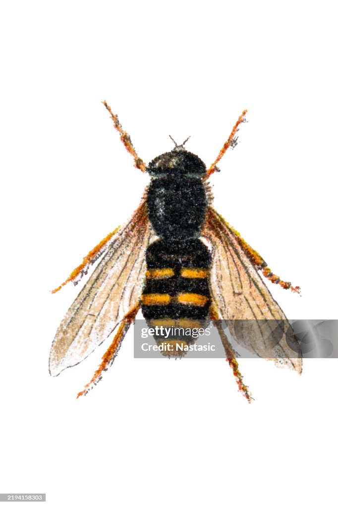 Hoverfly (Sericomyia silentis)