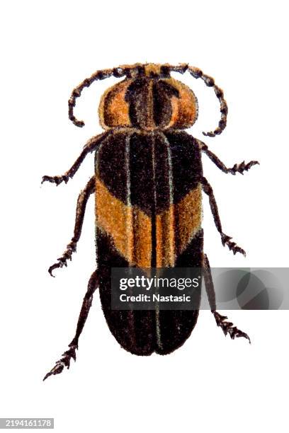 ilustraciones, imágenes clip art, dibujos animados e iconos de stock de tropidosoma spencii - escarabajo-de-cuerno-largo