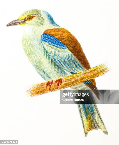 common european roller, coracias garrula - european roller stock illustrations