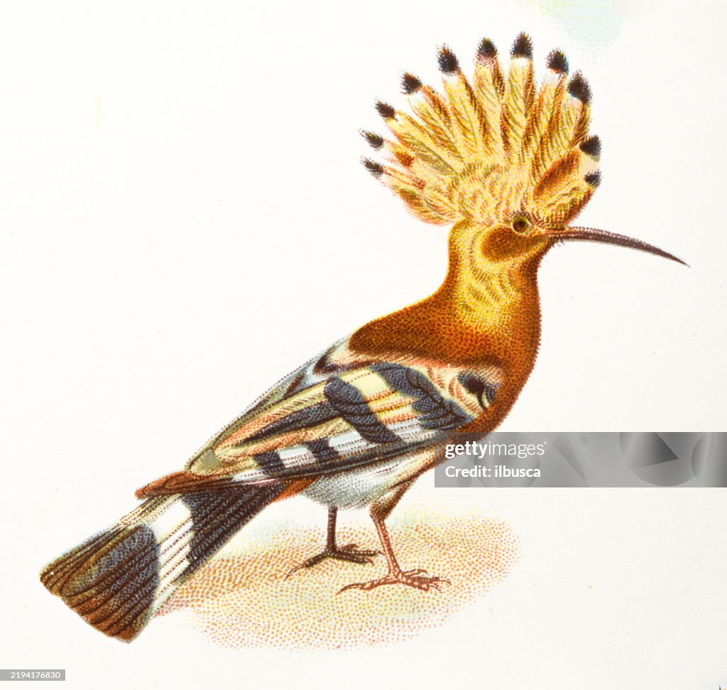 Hoopoe, Upupa epops