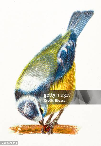 blue titmouse, parus coeruleus - bluetit stock illustrations