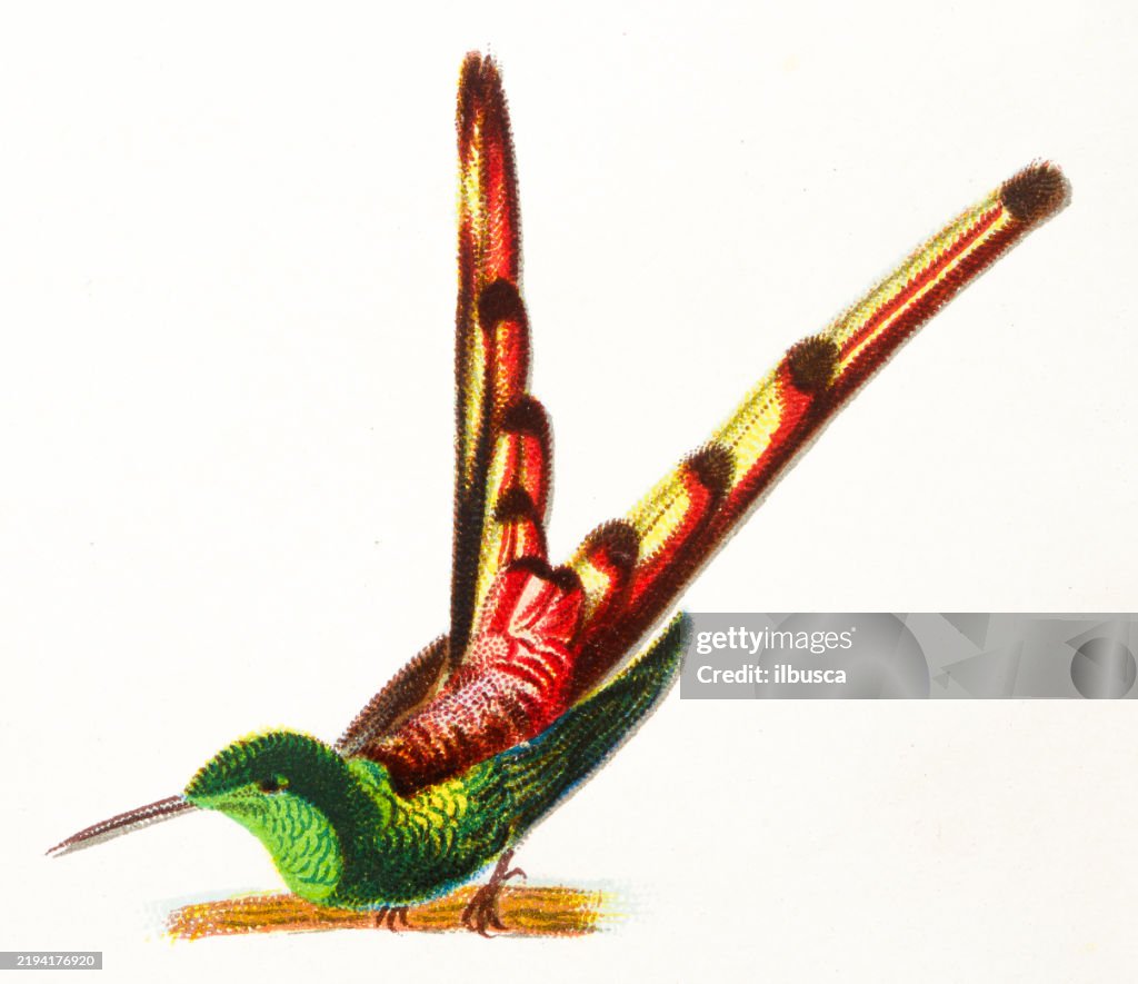 Fire tailed Hummingbird, Sappho sparganura