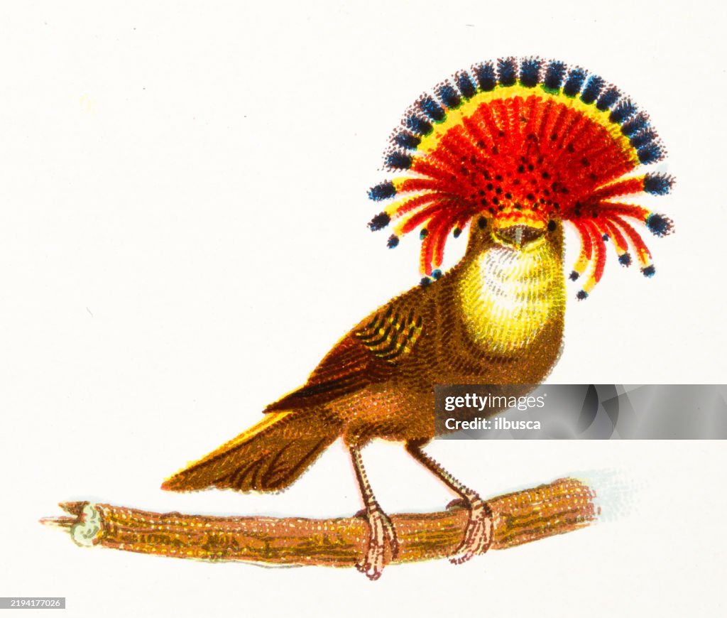 King tody, Muscivora Direction