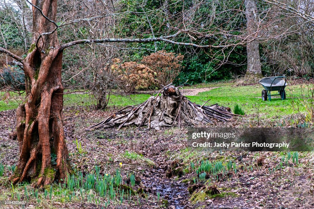 Gunnera manicata leaves cut from stems and laid over to cover the crown - winter protection of plants