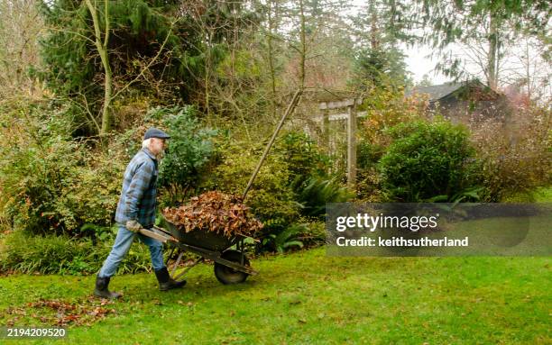 senior man pushing a wheelbarrow full of autumn leaves in a garden, british columbia, canada - wheelbarrow stock pictures, royalty-free photos & images
