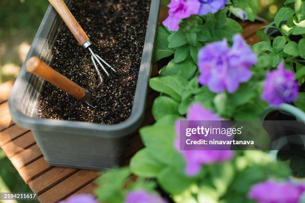 overhead view of terry petunia seedlings and gardening equipment in a plastic plant pot on a garden table in spring, belarus - trowel stock pictures, royalty-free photos & images