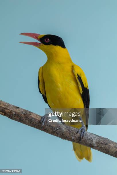 close-up of a black-naped oriole (oriolus chinensis) perched on a branch, indonesia - oriolus chinensis stock pictures, royalty-free photos & images