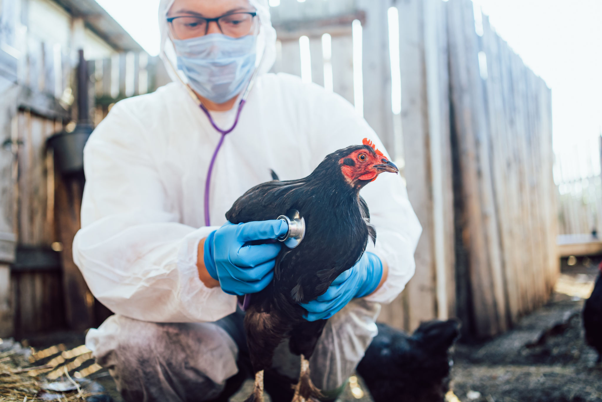 biosecurity work