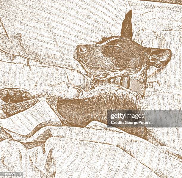 dog sleeping in comfortable bed - sleeping dog stock illustrations