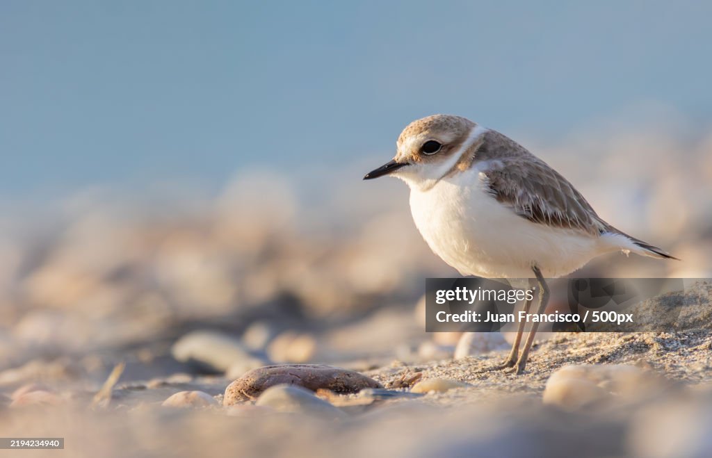 Charadrius alexandrinus from Cabo de Gata Almera