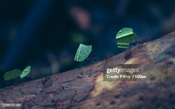 Anto Tree 262 Ant Tree Stock Photos, High-Res Pictures, and Images - Getty Images