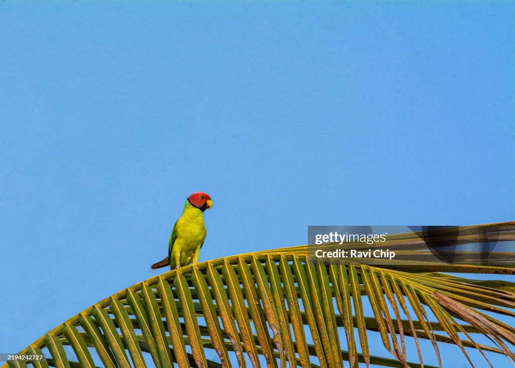 Plum-headed parakeet perching on tree