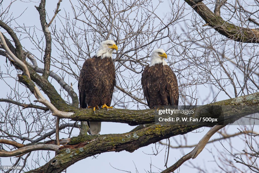 Low angle view of birds perching on tree,Iowa,United States,USA