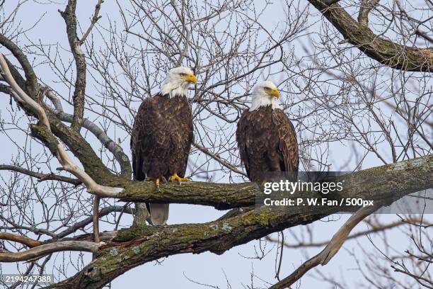low angle view of birds perching on tree,iowa,united states,usa - perching stock pictures, royalty-free photos & images