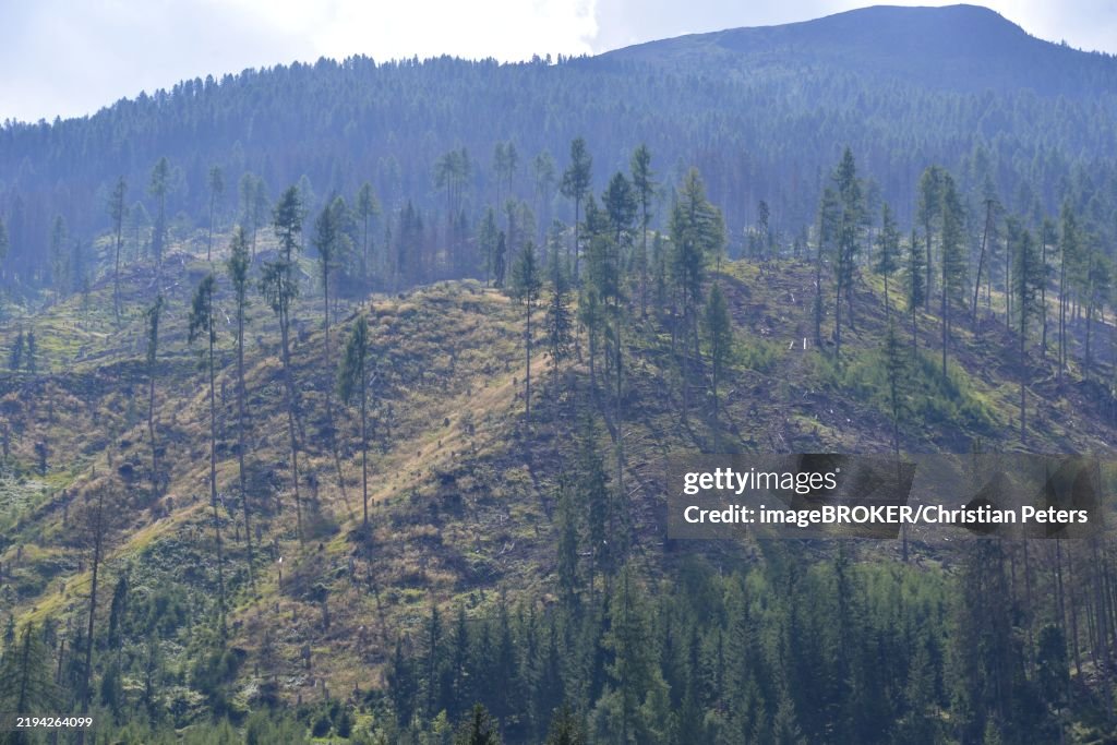 Forest dieback in the Alps, caused by a bark beetle plague, the mountain forest is massively damaged, Defereggen Valley, East Tyrol, Austria, Europe