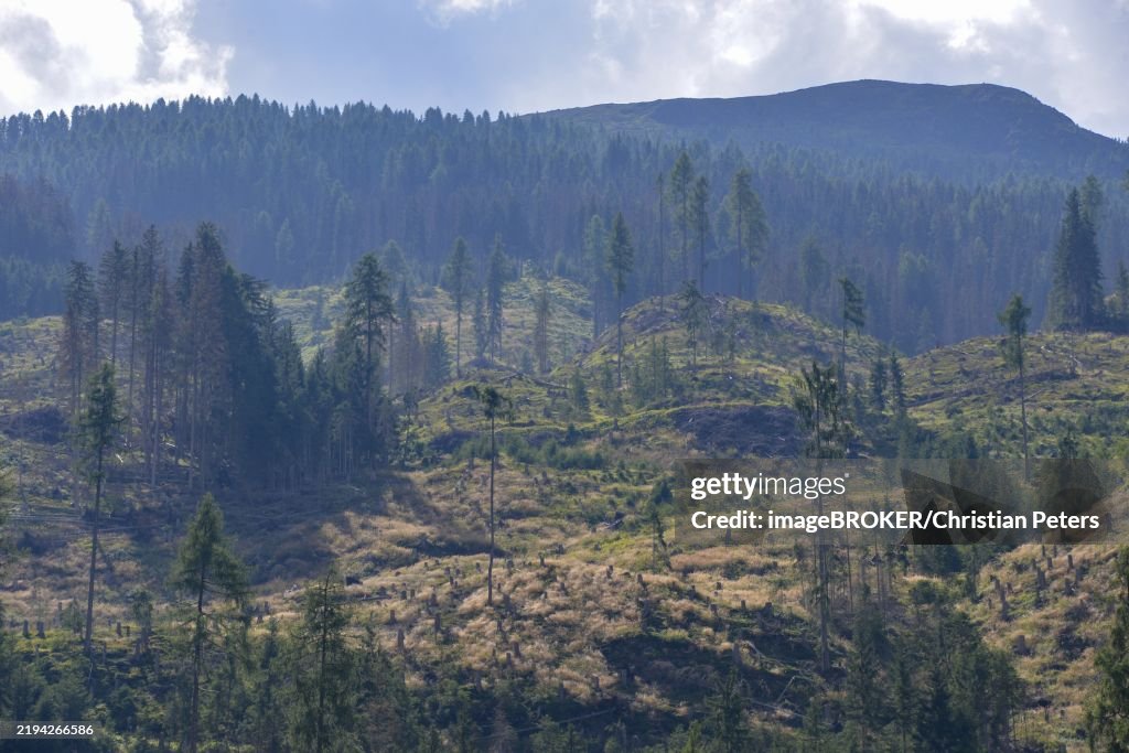 Forest dieback in the Alps, caused by a bark beetle plague, the mountain forest is massively damaged, Defereggen Valley, East Tyrol, Austria, Europe