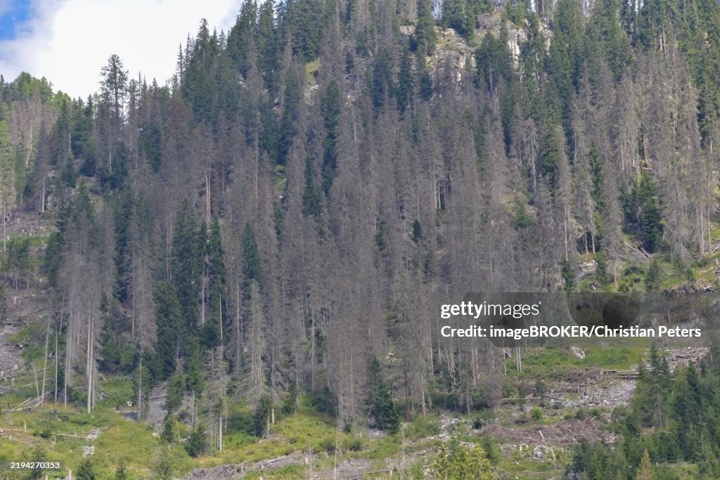 Forest dieback in the Alps, caused by a bark beetle plague, the mountain forest is massively damaged, Defereggen Valley, East Tyrol, Austria, Europe