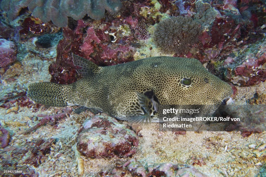 Giant pufferfish (Arothron stellatus) with distinctive pattern resting on the sandy bottom, dive site Toyapakeh, Nusa Ceningan, Nusa Penida, Bali, Indonesia, Asia