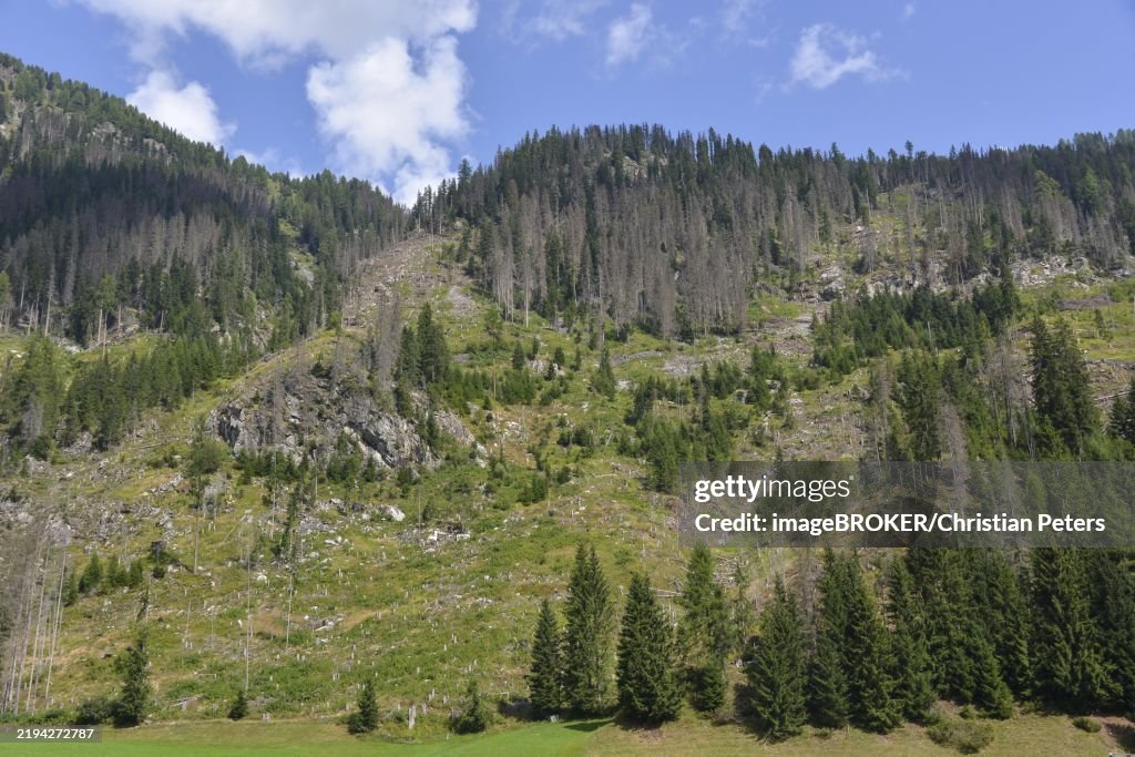 Forest dieback in the Alps, caused by a bark beetle plague, the mountain forest is massively damaged, Defereggen Valley, East Tyrol, Austria, Europe