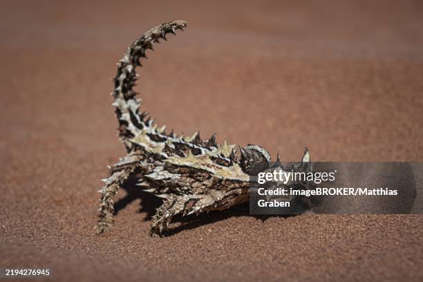 thorny devil, or thorny devil (moloch horridus), also moloch, shark bay, western australia, australia, oceania - diabo espinhoso imagens e fotografias de stock