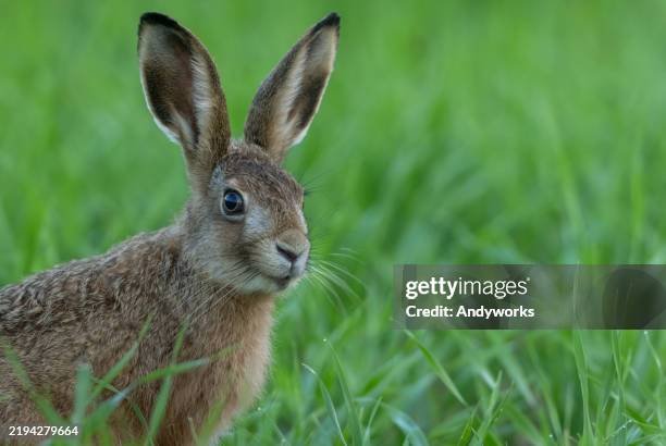 liebre europea joven (lepus europaeus) - conejo de pascua fotografías e imágenes de stock