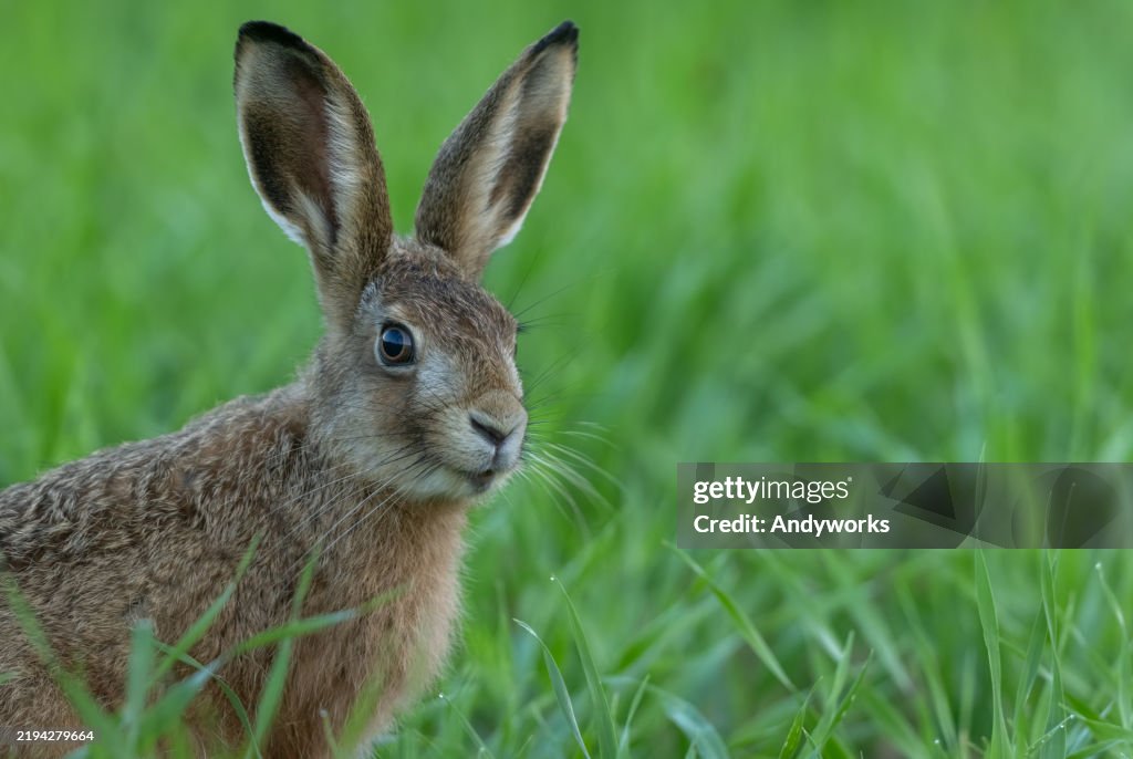 Young European hare (Lepus europaeus)