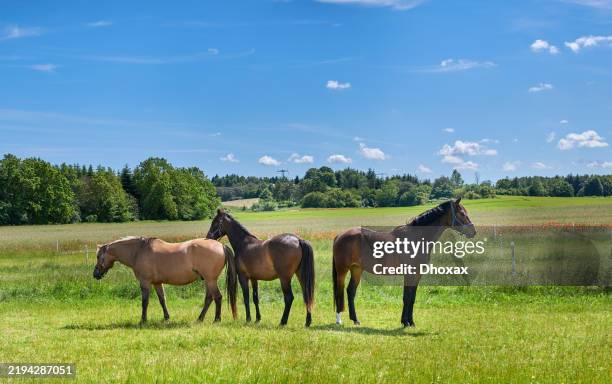 beautiful horse - wonder of nature - thoroughbred horse stock pictures, royalty-free photos & images
