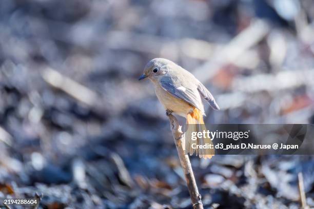 Redstart Flapping 40 Hen Reedbeds Stock Photos, High-Res Pictures, and Images - Getty Images