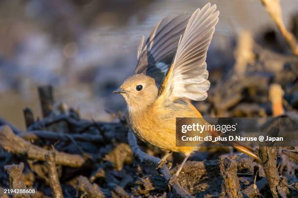 Redstart Flapping 40 Hen Reedbeds Stock Photos, High-Res Pictures, and Images - Getty Images