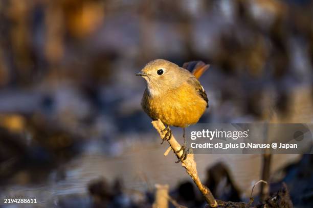 Redstart Flapping 40 Hen Reedbeds Stock Photos, High-Res Pictures, and Images - Getty Images
