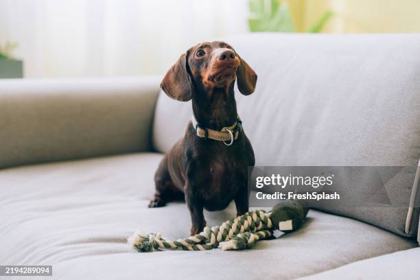 adorabile cane bassotto seduto su un divano con un giocattolo da masticare - giocattoli foto e immagini stock