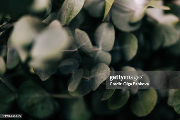 eucalyptus leaves creating a moody and textured background - eucalyptus tree stock pictures, royalty-free photos & images